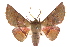  ( - 10ANIC-11132)  @11 [ ] CreativeCommons - Attribution (2010) CBG Photography Group Centre for Biodiversity Genomics