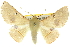  (Oenochroma pallida - 10ANIC-11134)  @15 [ ] CreativeCommons - Attribution (2010) CBG Photography Group Centre for Biodiversity Genomics