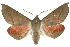  ( - 10ANIC-11139)  @14 [ ] CreativeCommons - Attribution (2010) CBG Photography Group Centre for Biodiversity Genomics