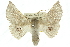  (Oenochroma privata - 10ANIC-11142)  @15 [ ] CreativeCommons - Attribution (2010) CBG Photography Group Centre for Biodiversity Genomics