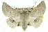  ( - 10ANIC-11145)  @15 [ ] CreativeCommons - Attribution (2010) CBG Photography Group Centre for Biodiversity Genomics