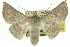  ( - 10ANIC-11147)  @15 [ ] CreativeCommons - Attribution (2010) CBG Photography Group Centre for Biodiversity Genomics