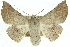  ( - 10ANIC-11149)  @15 [ ] CreativeCommons - Attribution (2010) CBG Photography Group Centre for Biodiversity Genomics