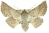  ( - 10ANIC-11150)  @15 [ ] CreativeCommons - Attribution (2010) CBG Photography Group Centre for Biodiversity Genomics