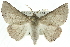  ( - 10ANIC-11155)  @15 [ ] CreativeCommons - Attribution (2010) CBG Photography Group Centre for Biodiversity Genomics