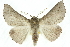  (Oenochroma subustaria - 10ANIC-11156)  @15 [ ] CreativeCommons - Attribution (2010) CBG Photography Group Centre for Biodiversity Genomics