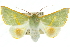  (Oenochroma cerasiplaga - 10ANIC-11162)  @15 [ ] CreativeCommons - Attribution (2010) CBG Photography Group Centre for Biodiversity Genomics