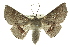  (Oenochroma sp. ANIC3 - 10ANIC-11165)  @15 [ ] CreativeCommons - Attribution (2010) CBG Photography Group Centre for Biodiversity Genomics