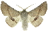  ( - 10ANIC-11166)  @15 [ ] CreativeCommons - Attribution (2010) CBG Photography Group Centre for Biodiversity Genomics