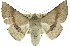  (Oenochroma sp. ANIC4 - 10ANIC-11168)  @15 [ ] CreativeCommons - Attribution (2010) CBG Photography Group Centre for Biodiversity Genomics