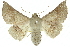  ( - 10ANIC-11169)  @15 [ ] CreativeCommons - Attribution (2010) CBG Photography Group Centre for Biodiversity Genomics