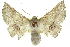  ( - 10ANIC-11170)  @15 [ ] CreativeCommons - Attribution (2010) CBG Photography Group Centre for Biodiversity Genomics