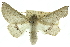  (Oenochroma sp. ANIC6 - 10ANIC-11172)  @15 [ ] CreativeCommons - Attribution (2010) CBG Photography Group Centre for Biodiversity Genomics