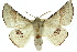  (Oenochroma sp. ANIC5 - 10ANIC-11174)  @15 [ ] CreativeCommons - Attribution (2010) CBG Photography Group Centre for Biodiversity Genomics