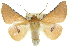  (Oenochroma sp. ANIC8 - 10ANIC-11175)  @15 [ ] CreativeCommons - Attribution (2010) CBG Photography Group Centre for Biodiversity Genomics