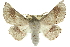  (Oenochroma sp. ANIC9 - 10ANIC-11178)  @14 [ ] CreativeCommons - Attribution (2010) CBG Photography Group Centre for Biodiversity Genomics