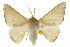  (Oenochroma phyllomorpha - 10ANIC-11181)  @15 [ ] CreativeCommons - Attribution (2010) CBG Photography Group Centre for Biodiversity Genomics