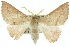  ( - 10ANIC-11185)  @15 [ ] CreativeCommons - Attribution (2010) CBG Photography Group Centre for Biodiversity Genomics