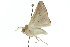  ( - 10ANIC-11186)  @12 [ ] CreativeCommons - Attribution (2010) CBG Photography Group Centre for Biodiversity Genomics