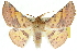  (Oenochroma polyspila - 10ANIC-11188)  @15 [ ] CreativeCommons - Attribution (2010) CBG Photography Group Centre for Biodiversity Genomics