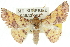  ( - 10ANIC-11190)  @15 [ ] CreativeCommons - Attribution (2010) CBG Photography Group Centre for Biodiversity Genomics