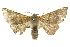  (Oenochroma sp. ANIC11 - 10ANIC-11193)  @15 [ ] CreativeCommons - Attribution (2010) CBG Photography Group Centre for Biodiversity Genomics
