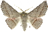 (Oenochroma decolorata - 10ANIC-11197)  @15 [ ] CreativeCommons - Attribution (2010) CBG Photography Group Centre for Biodiversity Genomics