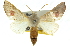  ( - 10ANIC-11200)  @15 [ ] CreativeCommons - Attribution (2010) CBG Photography Group Centre for Biodiversity Genomics