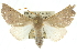  ( - 10ANIC-11202)  @14 [ ] CreativeCommons - Attribution (2010) CBG Photography Group Centre for Biodiversity Genomics