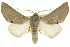  ( - 10ANIC-11203)  @15 [ ] CreativeCommons - Attribution (2010) CBG Photography Group Centre for Biodiversity Genomics