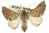  ( - 10ANIC-11205)  @11 [ ] CreativeCommons - Attribution (2010) CBG Photography Group Centre for Biodiversity Genomics
