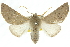  ( - 10ANIC-11206)  @15 [ ] CreativeCommons - Attribution (2010) CBG Photography Group Centre for Biodiversity Genomics