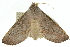  ( - 10ANIC-11208)  @12 [ ] CreativeCommons - Attribution (2010) CBG Photography Group Centre for Biodiversity Genomics