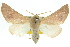  ( - 10ANIC-11210)  @14 [ ] CreativeCommons - Attribution (2010) CBG Photography Group Centre for Biodiversity Genomics