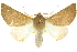 (Oenochroma sp. ANIC12 - 10ANIC-11212)  @15 [ ] CreativeCommons - Attribution (2010) CBG Photography Group Centre for Biodiversity Genomics