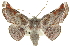 ( - 10ANIC-11213)  @11 [ ] CreativeCommons - Attribution (2010) CBG Photography Group Centre for Biodiversity Genomics