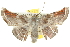  ( - 10ANIC-11214)  @14 [ ] CreativeCommons - Attribution (2010) CBG Photography Group Centre for Biodiversity Genomics