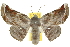  ( - 10ANIC-11215)  @11 [ ] CreativeCommons - Attribution (2010) CBG Photography Group Centre for Biodiversity Genomics