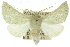  ( - 10ANIC-11222)  @14 [ ] CreativeCommons - Attribution (2010) CBG Photography Group Centre for Biodiversity Genomics