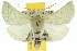  ( - 10ANIC-11223)  @15 [ ] CreativeCommons - Attribution (2010) CBG Photography Group Centre for Biodiversity Genomics