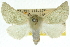  (Oenochroma sp. ANIC7 - 10ANIC-11225)  @15 [ ] CreativeCommons - Attribution (2010) CBG Photography Group Centre for Biodiversity Genomics