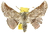 (Oenochroma lissoscia - 10ANIC-11226)  @15 [ ] CreativeCommons - Attribution (2010) CBG Photography Group Centre for Biodiversity Genomics