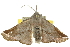  ( - 10ANIC-11229)  @12 [ ] CreativeCommons - Attribution (2010) CBG Photography Group Centre for Biodiversity Genomics