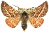  (Oenochroma alpina - 10ANIC-11230)  @15 [ ] CreativeCommons - Attribution (2010) CBG Photography Group Centre for Biodiversity Genomics