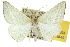  ( - 10ANIC-11233)  @14 [ ] CreativeCommons - Attribution (2010) CBG Photography Group Centre for Biodiversity Genomics