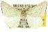  ( - 10ANIC-11234)  @14 [ ] CreativeCommons - Attribution (2010) CBG Photography Group Centre for Biodiversity Genomics