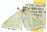  ( - 10ANIC-11236)  @13 [ ] CreativeCommons - Attribution (2010) CBG Photography Group Centre for Biodiversity Genomics