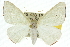  ( - 10ANIC-11237)  @15 [ ] CreativeCommons - Attribution (2010) CBG Photography Group Centre for Biodiversity Genomics