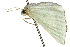  ( - 10ANIC-11239)  @13 [ ] CreativeCommons - Attribution (2010) CBG Photography Group Centre for Biodiversity Genomics