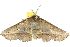 ( - 10ANIC-11242)  @11 [ ] CreativeCommons - Attribution (2010) CBG Photography Group Centre for Biodiversity Genomics